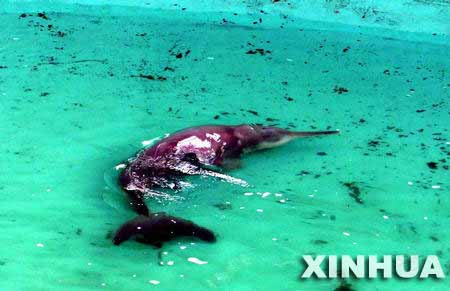 搜寻长江未现白鳍豚 或成首个被人消灭鲸类