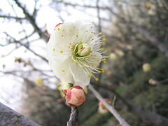 梅花世界 梅花山