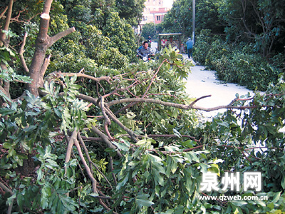 洛江区双阳街道52棵龙眼树一夜间被锯(组图)