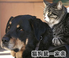 狗猫鼠一家亲(图)