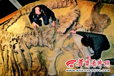 元旦到北碚看重庆最大恐龙化石(图)
