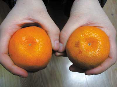 宣传橘子有雌雄为骗人(图)