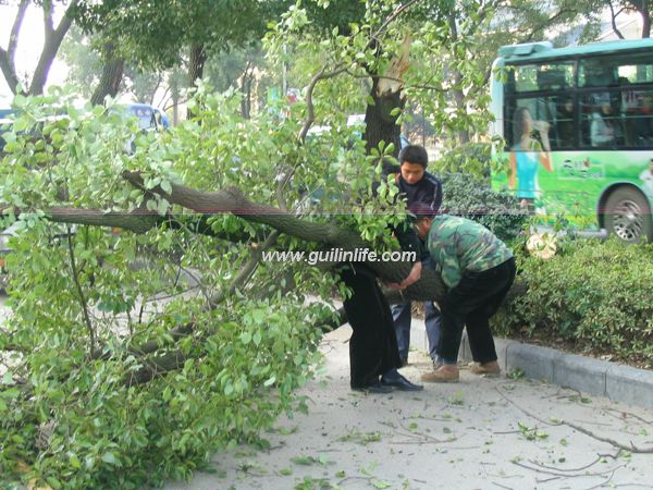 南溪公园前大樟树被撞断 请目击的市民快报警