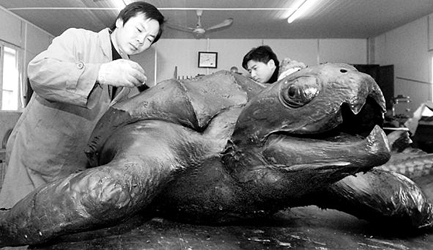 一只长达2米的巨大棱皮龟标本日前在东海水产研究所制作完工.