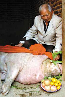猪王喜迎11岁生日 长2.3米体重1300斤(图)