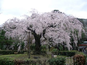 日本暖冬打乱花期 3月中旬樱花进入盛花期(图