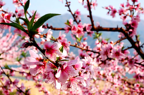 清远桃花朵朵笑迎春风[图]