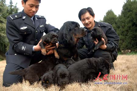 藏獒 警犬_警犬基地藏獒_藏獒为何成不了警犬