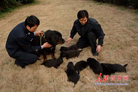 警犬基地藏獒_警犬基地藏獒_警犬藏獒