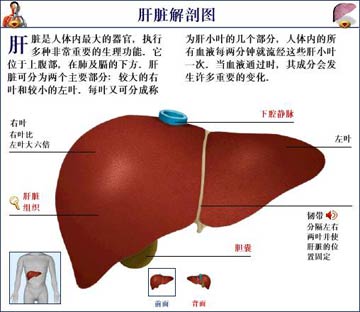 得了肝炎 皮肤有啥表现