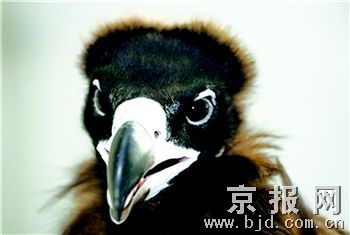 泰中接力迷途秃鹰回家(图)