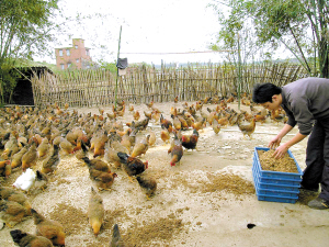 广东首现苍蝇鸡养殖场 生态蛋富含昆虫活性蛋