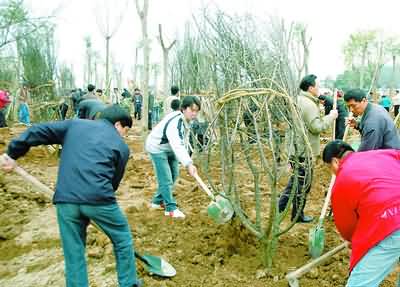 挥汗植新绿 春满园博园(图)