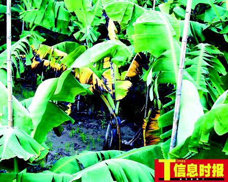 “巴拿马病”感染蔓延 广州三成香蕉遭毁(图)