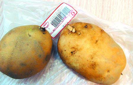 香港公布20多种蔬菜含毒素 食用发芽土豆可致命