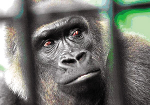 图文:天津动物园引进一只价值300万元的大猩猩