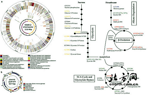 图为ng80-2全基因组序列图谱及预测的重烃降解途