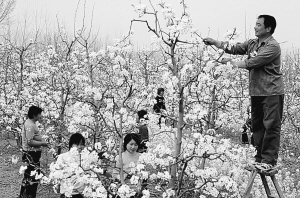 图为3月31日,官庄坝镇胡庄村村民正为梨花授粉.