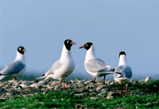 http://photocdn.sohu.com/20070412/Img249391047.jpg
