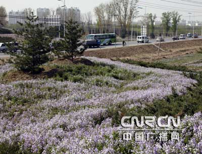 二月兰在北京北方地区是开花最早花卉品种