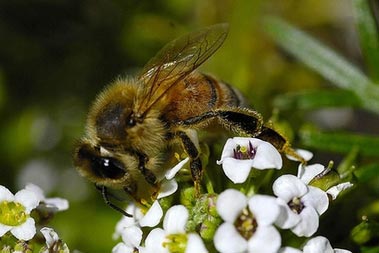数量越来越少的美国蜜蜂