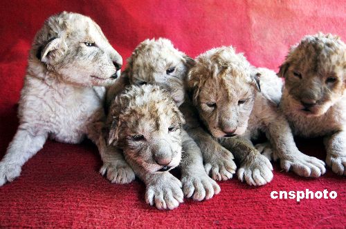 安徽动物园母狮产下五胞胎(图)