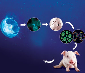中国科学家秘造绿色转基因"保健猪(组图)