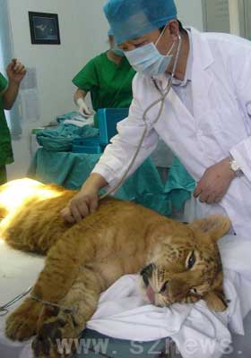 深圳动物医院为狮虎兽做接骨手术(组图)