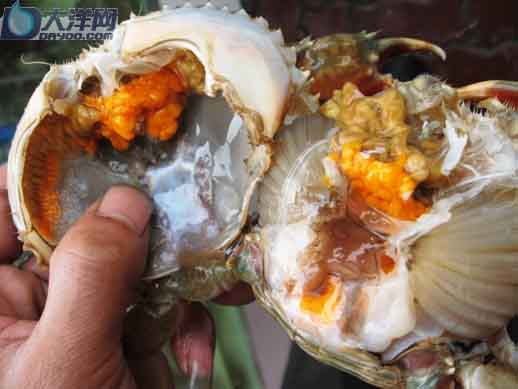 把蟹盖打开,膏蟹满是橙黄的蟹膏.