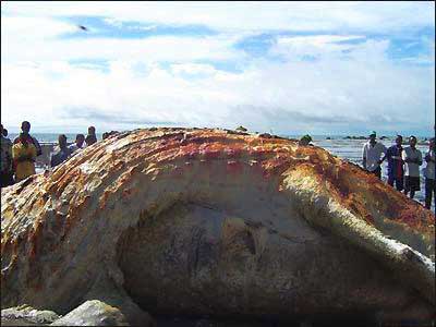 几内亚海滩上的不明海洋生物尸体