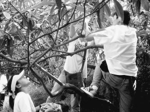 图为5月22日，游客在枇杷园内随意采摘枇杷。王建康