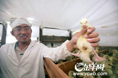 员看到我很惊讶,把我从孵化室抱了出来,他说我是长春市最独特的小鹅