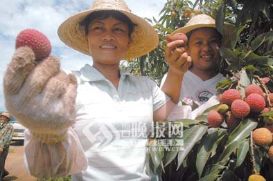 荔枝丰收农民喜上眉头。本报记者彭桐摄 海口