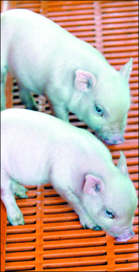 6月2日,我国成功克隆出的首批两只欧洲哥廷根医用小型猪在天津宝迪