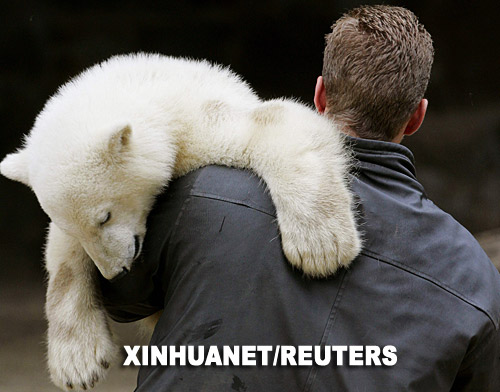6月4日，在德国柏林动物园，工作人员抱起熟睡的北极熊克努特。