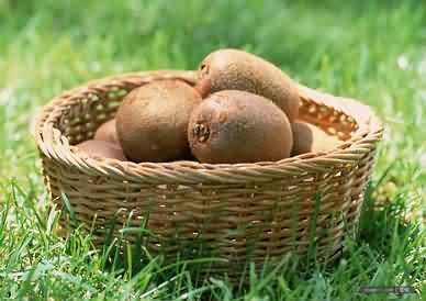kiwi fruit——猕猴桃女人