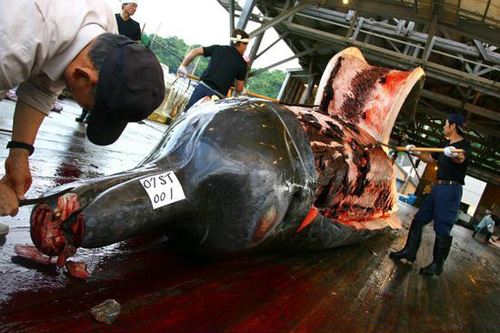 日本不顾国际反对 再度以科研名义捕鲸(图)