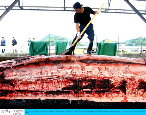日本不顾国际反对再度以科研名义捕鲸(图)
