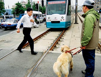 澳专家在京培训奥运导盲犬 增枪声恐惧测试(图)