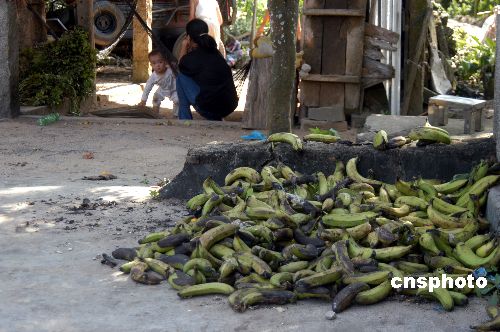 海南香蕉销售价格惨淡 夏季水果网上促销解难
