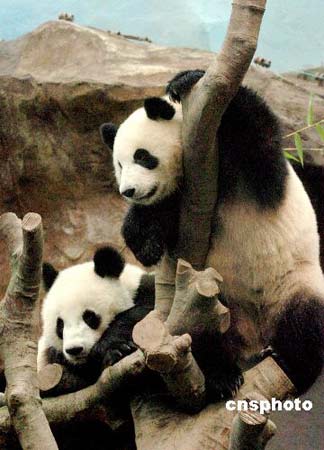 六月三十日中午，内地赠送给香港的两只大熊猫“盈盈”（右）和“乐乐”，首次在海洋公园的熊猫馆内公开露面，高兴地在树上嬉耍。 中新社发 邓庆乐 摄