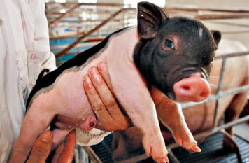 上海首例克隆猪诞生于南汇(图)