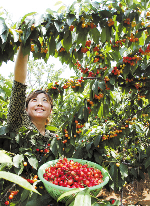 广州:水果采摘游 今夏玩法升级[组图]