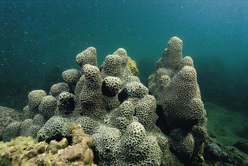 香港发现84种石珊瑚 占全球所知种类一成(图)