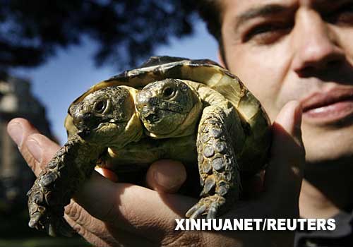 瑞士一只双头龟迎来10岁生日(组图)