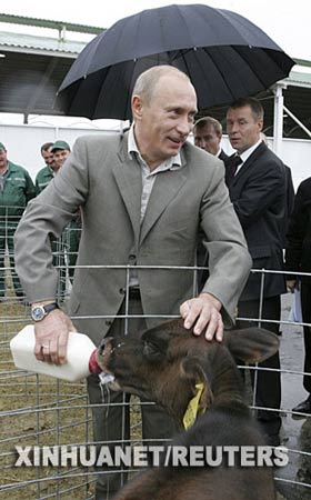 俄罗斯总统普京给一只小牛喂奶(组图)