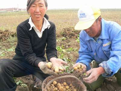 张北盘地房村一农户对记者说，他们家的马铃薯长得和葡萄差不多大小。