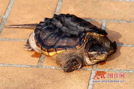 神龟现身上海街头 重6斤背甲长30公分(组图)