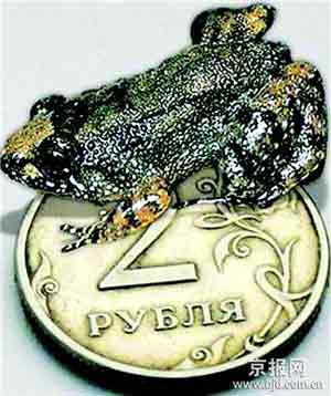印度微型青蛙身长不超10毫米 叫声十分惊人(图