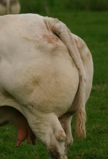 施瓦辛格/世界上肌肉最发达的牛堪称牛中施瓦辛格(组图)